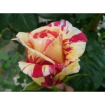 Vanille Fraise (Ваніла Фрейз)